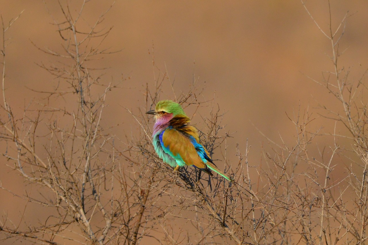 Coracias caudatus caudatus Coracias caudatus caudatus